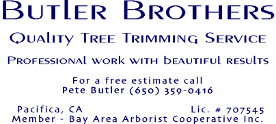 The Flying Butler Brothers Quality Tree Trimming Service - Professional work with beautiful results - For a free estimate call  Pete Butler (650)359-0416 - Pacifica, CA. - Lic. # 707545 - Member, Bay Area Arborist Cooperative Inc.