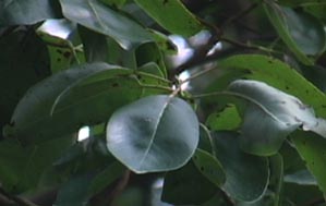 Pacific Madrone Leaves